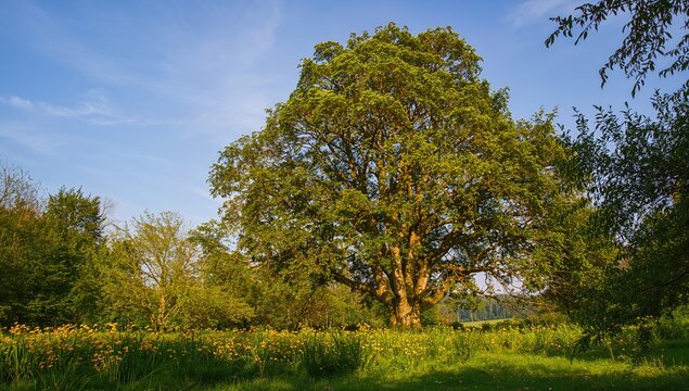 Large Tree Surrounded by Yellow Wildflowers in a Sunny Meadow