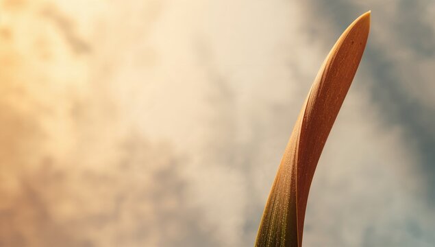 Graceful Leaf Tip Against Soft Focus Background - Nature Close-Up, Warm Light