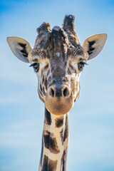 Naklejka premium Northern giraffe (Giraffa camelopardalis)