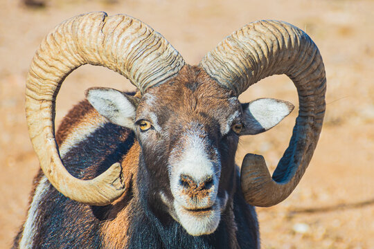 European mouflon (Ovis aries musimon)