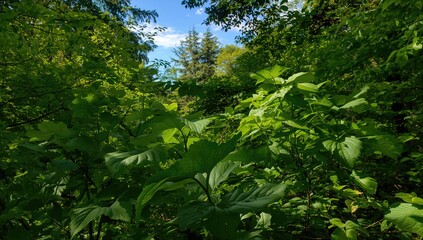Fototapeta premium Lush Green Foliage with Sunlight Filtering Through Trees in a Forest Setting