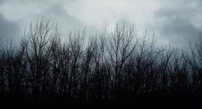 Bare Tree Silhouette Against Overcast Sky in Moody Atmosphere