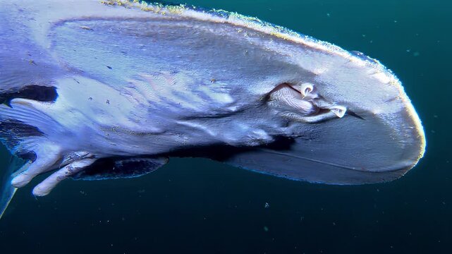 Close-up underwater view of a large blue whale shark swimming in the deep ocean