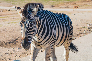 Plains zebra (Equus quagga) © Alberto Giron 