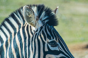 Plains zebra (Equus quagga) © Alberto Giron 