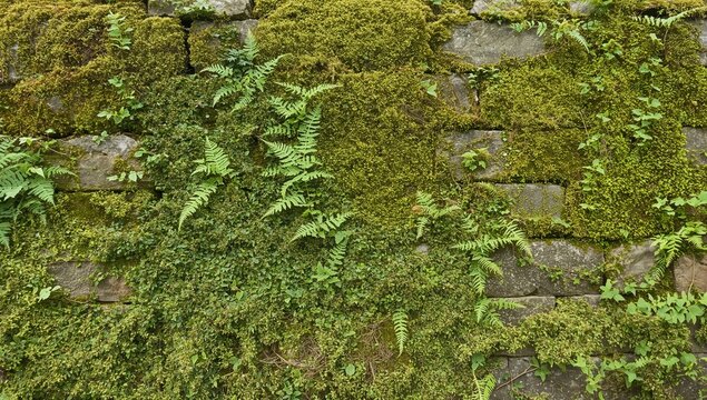 Moss and Fern Covered Stone Wall in Natural Greenery