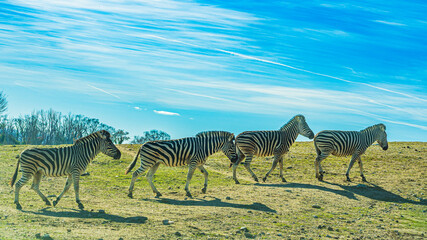 Plains zebras (Equus quagga) © Alberto Giron 