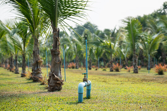Irrigation system with pipelines and water spraying technology at coconut trees plantation in Thailand, special watering system with pipes and sprinkles for growing palm fruits in hot tropical climate