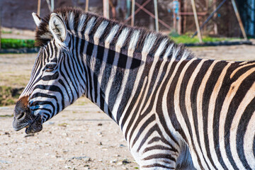 Plains zebra (Equus quagga) © Alberto Giron 
