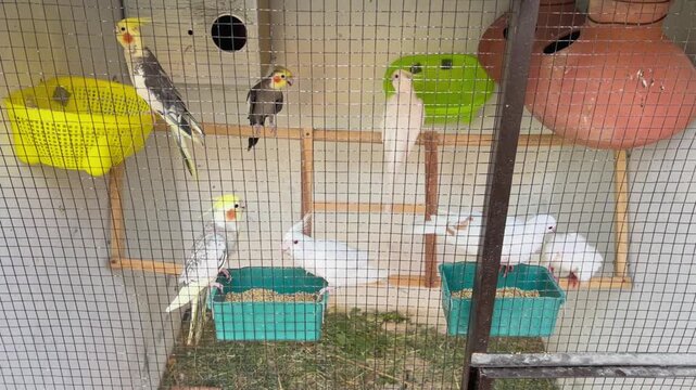 A charming collection of colorful birds living inside the cage beautifully crafted miniature birdhouse nestled. 4k video