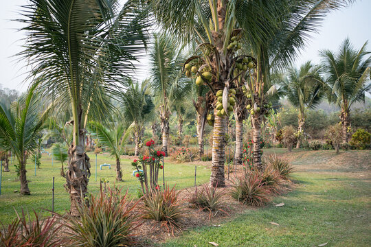 Plantation of coconut palm trees with fruits grow in river valley of rural northern Thailand, harvest in agricultural farm, growing exotic fruits in tropical soil, plantation with irrigation system.