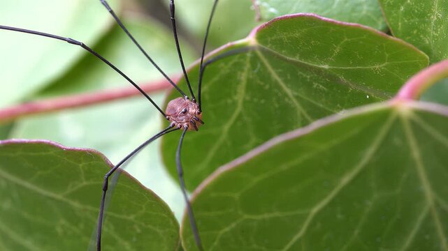 Close-up macro view of a harvestman spider on a vibrant green leaf