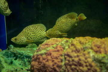 Fototapeta premium Two spotted fish swimming near coral reef in an underwater marine environment