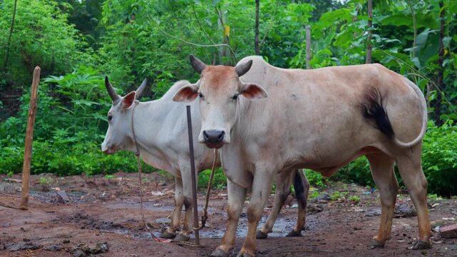 Two Domestic Cattle Standing Together in a Lush Green Indian Village, Rural Odisha