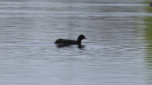 common Eurasian coot (Fulica atra) swimming and collecting food from water surface