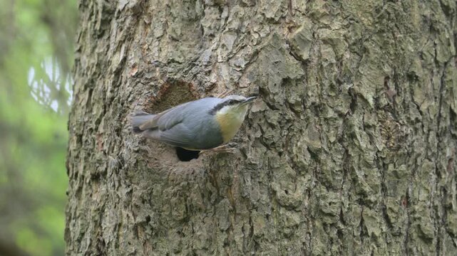Eurasian or wood nuthatch (Sitta europaea) bird feeding chicks in nest hole