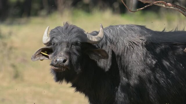 wild water buffalo (Bubalus arnee) grazing