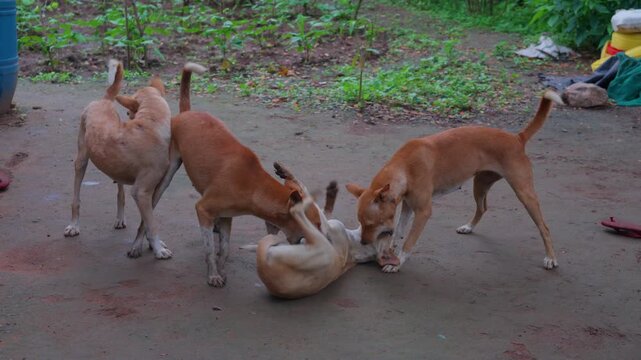 Four Indian Pariah Dogs Playing Together in a Rural Village Setting, Showing Friendly Interaction, Playfulness, and Everyday Countryside Life in India