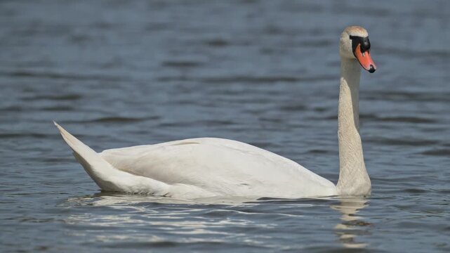 mute swan (Cygnus olor) bird swimming