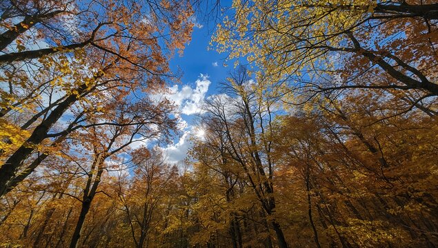 Autumn Forest Canopy with Colorful Foliage and Blue Sky