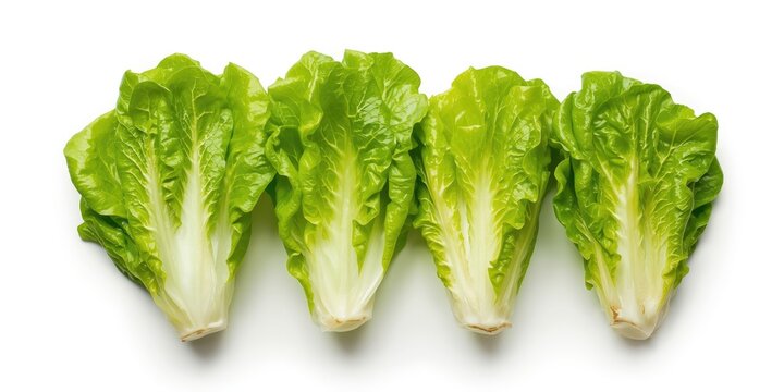 Fresh Romaine Lettuce Hearts Arranged Isolated on White Background