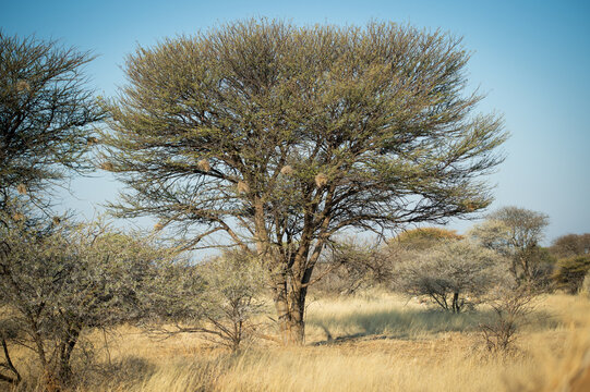 Un arbre dans la savane