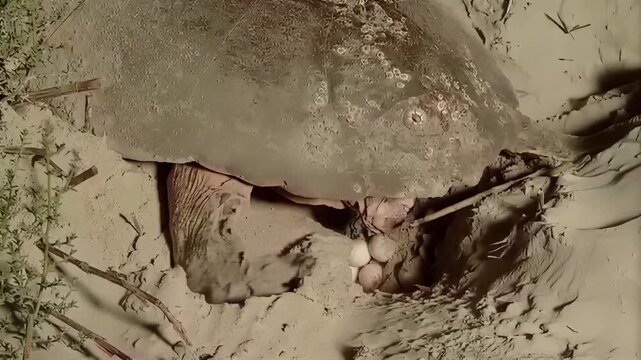 Horseshoe crab laying eggs on sandy beach at night