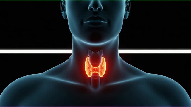 3d medical illustration of the human thyroid gland in the neck