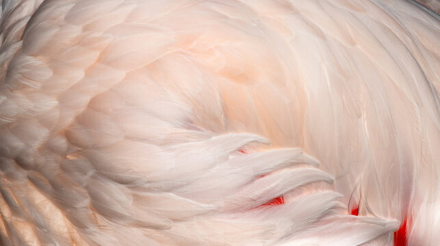 soft pink flamingo feather texture background with natural avian plumage pattern