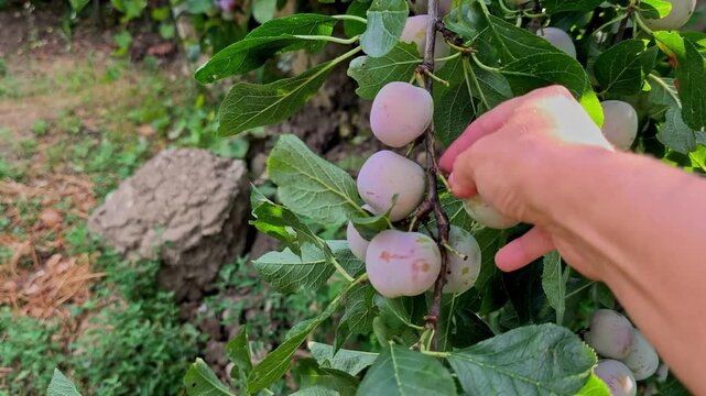 Close-up of a womans hand picking a ripe Greengage (Reine Claude) plum from a fruit tree branch in a rural orchard in Iasi, Romania.