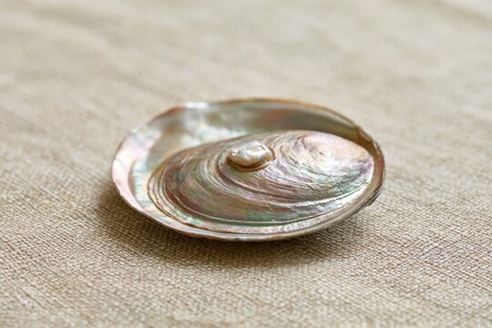 A single oyster shell with a lustrous pearl inside rests on a textured beige linen surface