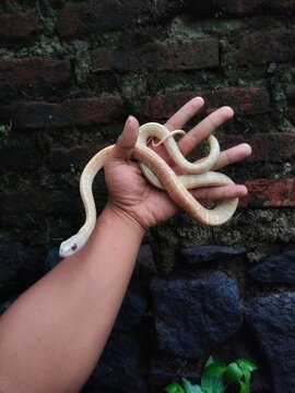 Hand holding a baby corn snake, This snake is not venomous.