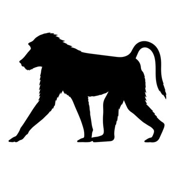 Baboon head silhouette against a black background simple animal shape