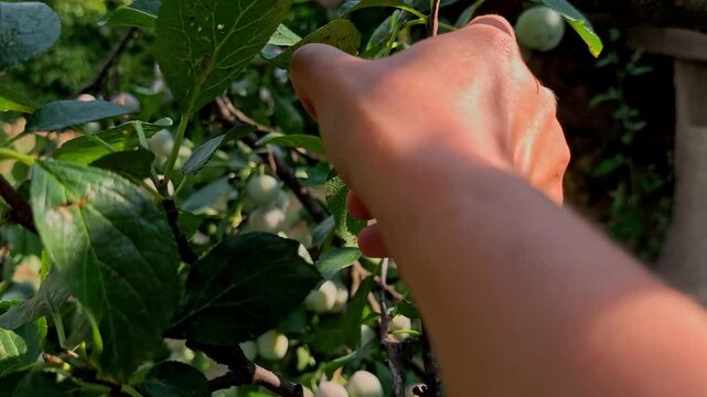 Close-up of a womans hand picking a ripe Greengage (Reine Claude) plum from a fruit tree branch in a rural orchard in Iasi, Romania.
