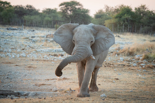 Elephant