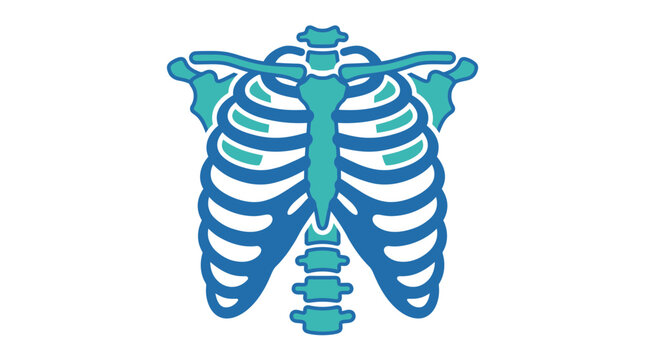 Human Rib Cage Anatomy
