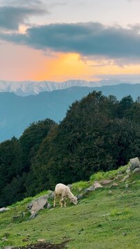 4K Vertical shot of a baby sheep grazing grass in front of Himalayan mountains during the sunset as seen from Mahili Thatch during the Rani Sui Lake trek near Manali, Himachal Pradesh, India. 