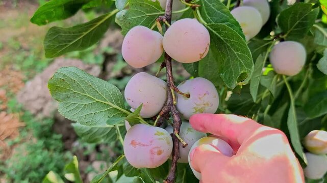 Close-up of a womans hand picking a ripe Greengage (Reine Claude) plum from a fruit tree branch in a rural orchard in Iasi, Romania.
