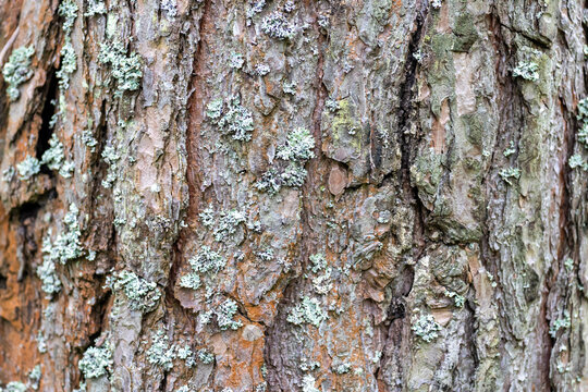 Rough pine tree bark texture with grey lichen