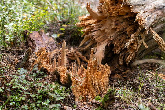 Broken and rotting tree stump on the forest floor