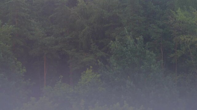 A wall of coniferous trees during rain. A forest in bad weather.