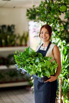 Smiling Female Florist Holding Tray of Potted Plants in Small Plant Shop Greenhouse