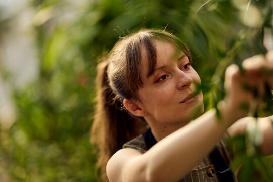 Woman Tending Greenhouse Plants With Care and Focus, Young Gardener in Apron Working Among Greenery