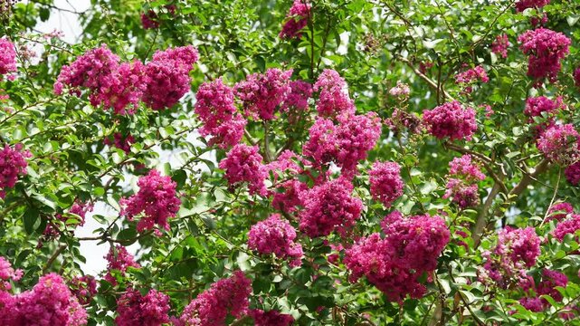 Abundant Deep Pink Crape Myrtle Flowers Covering Branches in Full Summer Bloom (4K)