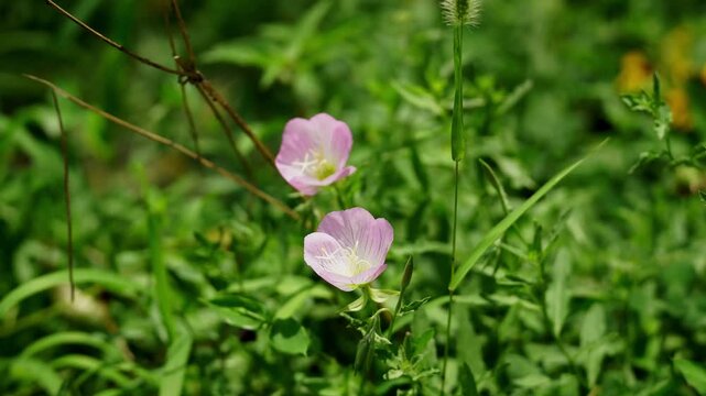 Two Pale Pink Primrose Blossoms Among Lush Green Grass in Shanghai Park (4K)