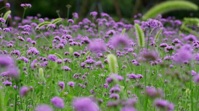 Beautiful purple top vervain blooming in a natural garden landscape background (4K25p)