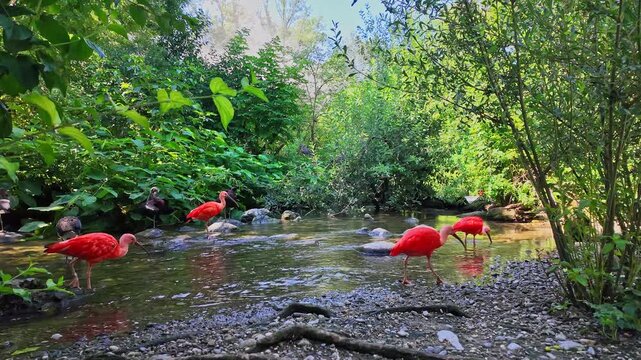 Scarlet ibis, Eudocimus ruber, bird of the Threskiornithidae family, admired by the reddish coloration of feathers, a consequence of crustaceans-based food