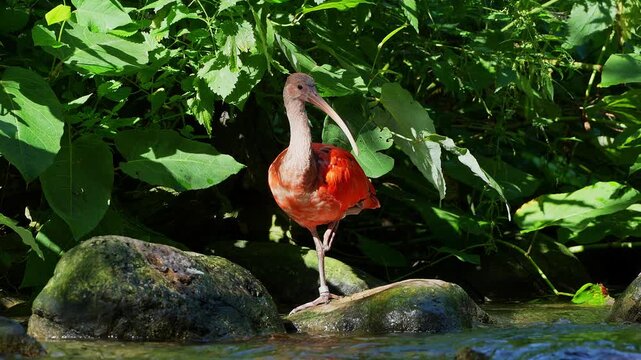 Scarlet ibis, Eudocimus ruber, bird of the Threskiornithidae family, admired by the reddish coloration of feathers, a consequence of crustaceans-based food