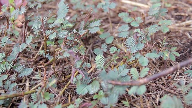 Closeup of mimosa pudica plant with sensitive leaves