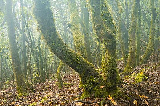 Hazy Laurel forest on the isle of Madeira, Portugal